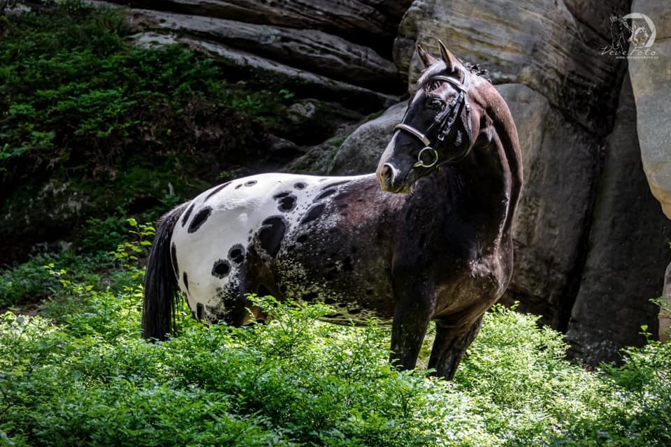 young Knabstrupper stallion